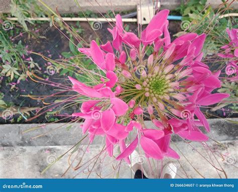 Splinter Splinter Guava Spider Flower Stock Image Image Of