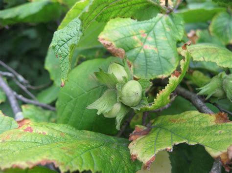 Hazel | Plant-Lore