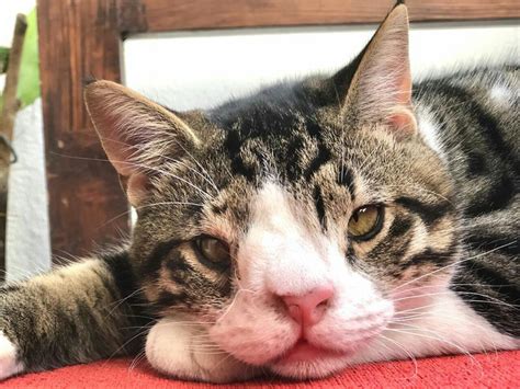 Down Syndrome Signs In Cats And Kittens
