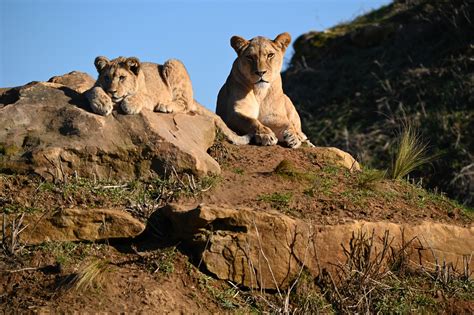 5000 Free Lioness With Cubs And Lioness Images Pixabay