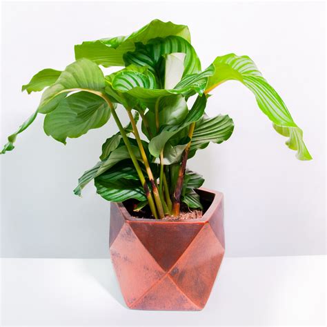 Цветок калатея (35 фото) - красивые картинки и обои на рабочий стол