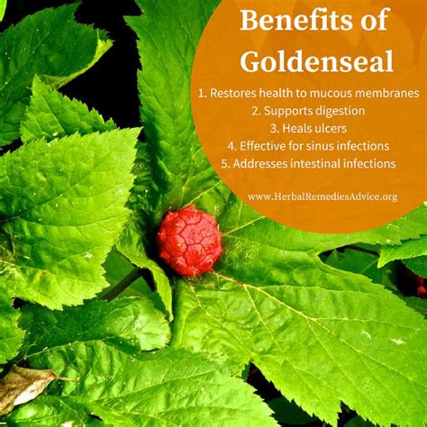 benefits  goldenseal