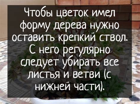 Дерево любви Аихризон комнатное растение, цветок. Фото, уход в домашних ...