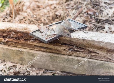 9,632 Rodent traps Images, Stock Photos & Vectors | Shutterstock