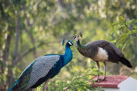 Male Vs Female Peacocks How To Tell The Difference With Pictures Rested Paws