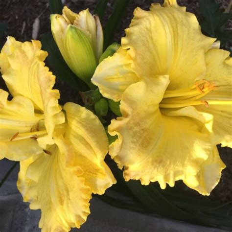 15 Popular Types Of Hemerocallis Pictorial Guide