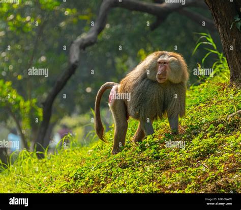 A Pink Face Baboon On A Height Stock Photo Alamy