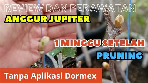 Satu Minggu Setelah Pruning Anggur Jupiter Tabulampotanggur