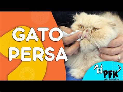 Pelo De Gato Persa Cuidados Y Consejos RevistaBoletinBiologica Ar