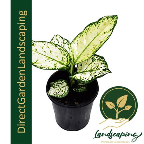 Aglaonema Super White Singapores 1 Gardening And Landscaping Company