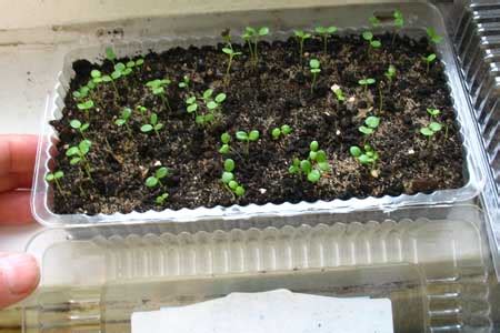 Виола, выращивание и уход