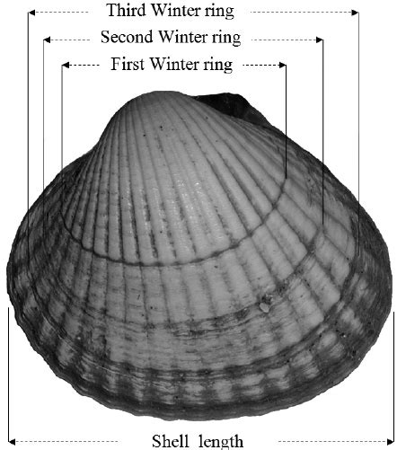 The Common Cockle Cerastoderma Edule L Collected From The Bay Of