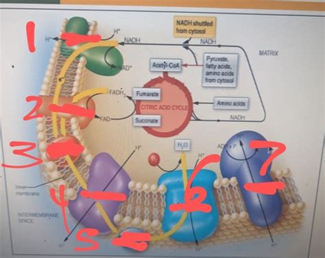Chapter 14 Biochem Flashcards | Quizlet
