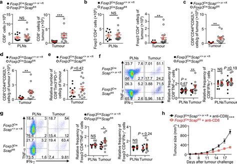 SCAP SREBP Signalling Maintains The Functional State Of Treg Cells In