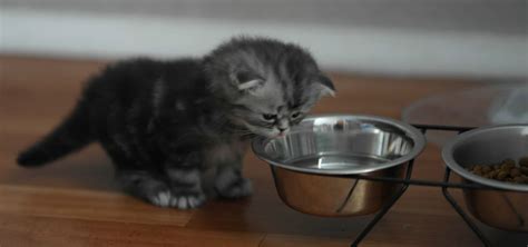 Чем кормить котенка? — Зоомагазин Toba.ua