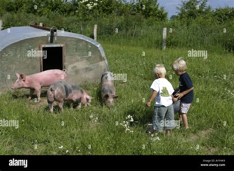 Two Boys Feeding Pigs F Hi Res Stock Photography And Images Alamy