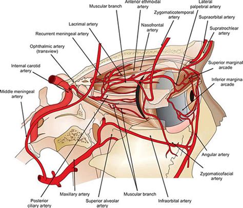 infraorbital artery anatomy
