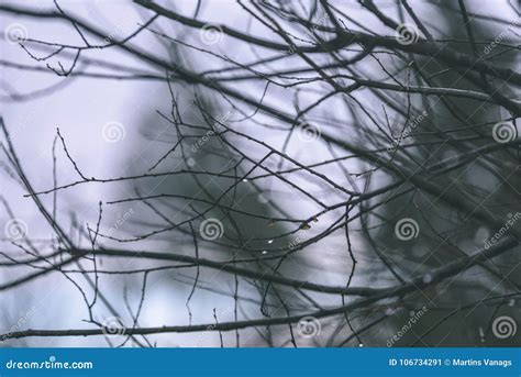 Naked Birch Tree Branches In Autumn Against Dark Background Vi Stock Image Image Of Oriental