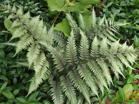 Коллекция многолетников