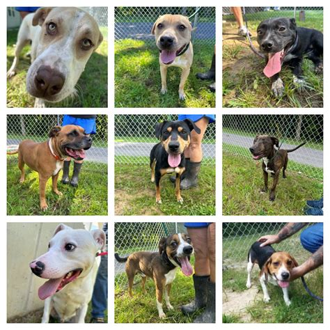 Highland County Dog Pound Over Capacity Numerous Dogs Puppies