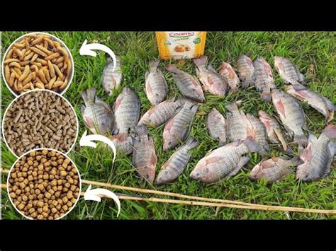 Melhor Isca Para Tilapia Em Açude - Qual a melhor isca para pegar tilápia? AS 3 MELHORES ISCAS E 1 É ...