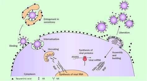 Influenza Virus Neuraminidase Inhibitors The Lancet