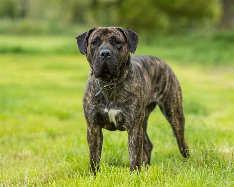 Dangerous dog breed that killed Galway grandmother in shocking attack