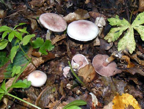 Agaricus Dulcidulus The Ultimate Mushroom Guide