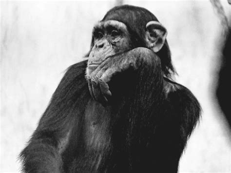 Rodin`s thinker? | patries71 | Flickr