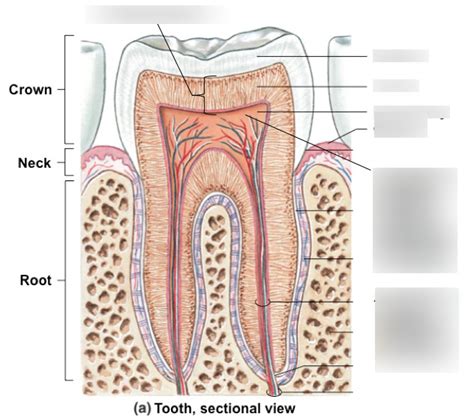2019 20 Dental Terminology Diagram Quizlet