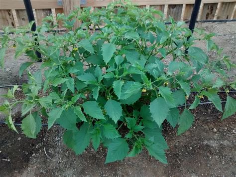 identification - What is this bushy plant with serrated leaves and