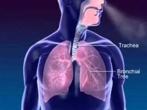 Respiration 3D Medical Animation.wmv - YouTube