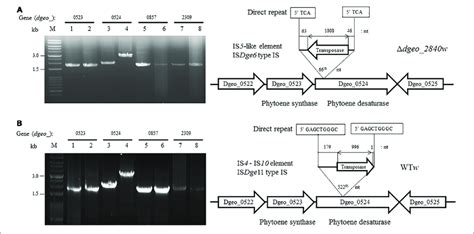 Detection Of Transposition Event On Both Dgeo Mutant And Wt A