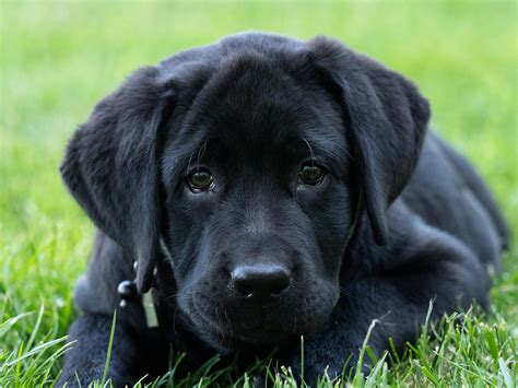 Black Dog Cute