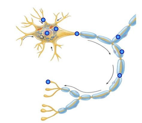 Pathology Honors Neuron Labelling Diagram Quizlet