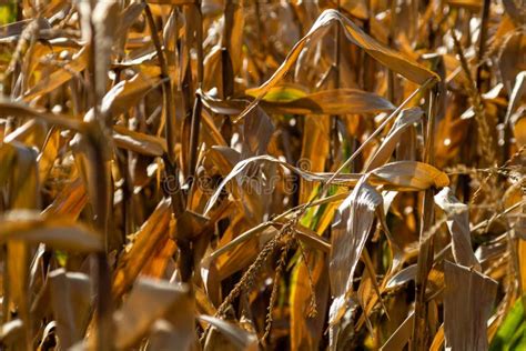 Dried Out Corn Field Ripe Corn Left To Dry Stock Photo Image Of Crop