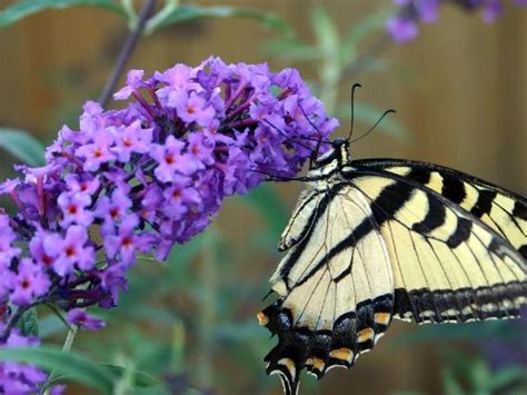 Летние цветущие кустарники - ЯЗнаю