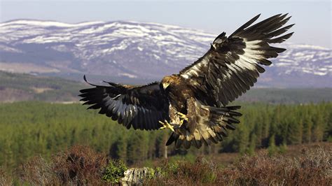 Картинки хищник, крылья, птица, Golden eagle, полёт, золотой орел ...