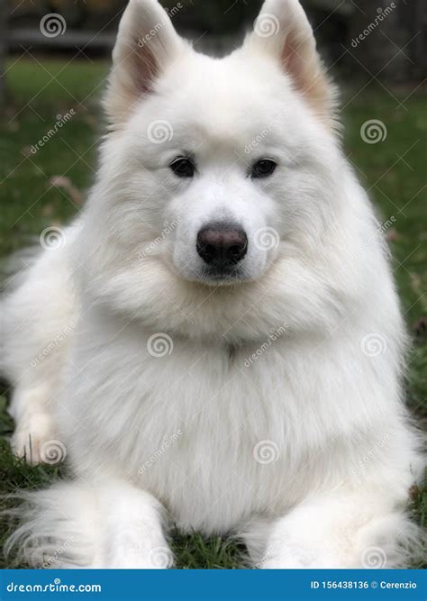 Pretty White Dog with Lots of Hair, Laying in Yard Stock Photo - Image