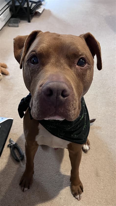 75 best Apbt images on Pholder | Pitbulls, Ban Pit Bulls and Aww