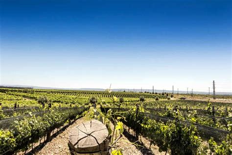 Travel To Mendoza Wine Region Argentina 2024 The Amazing Destination