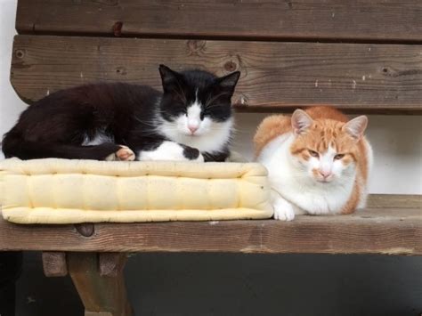 drosenkatzen Bald kommt Abenddämmerung und dann macht das