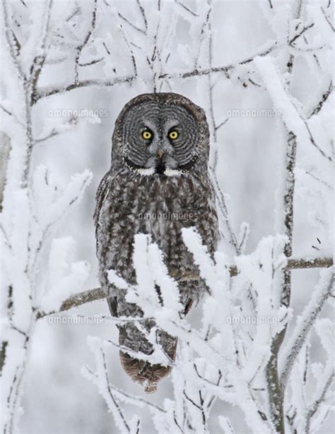 Great Gray Owl Strix Nebulosa Perched In The Snow At The Nisbet