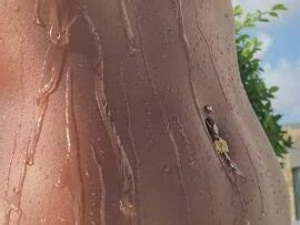 Nura Habib Omer Nude Pictures Onlyfans Leaks Playboy Photos Sex Scene Uncensored