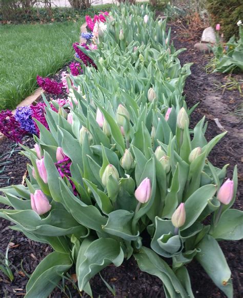 Plant Tulips Like a Pro: The Trench Method | Garden bulbs, Lawn and