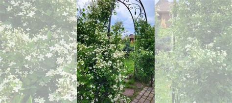 Саженцы мелкоцветковый душистый белый клематис купить в Красноярске ...