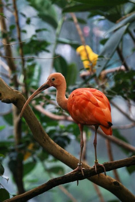 Scarlet Ibis The Cincinnati Zoo And Botanical Garden Cincinnati Zoo