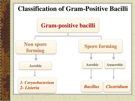 Ppt Identification Of Gram Positive Bacilli Powerpoint Presentation Free Download Id2130365