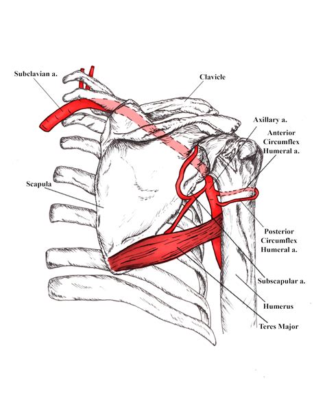 Branches Of Axillary Artery