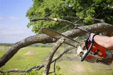 Excess Liability Insurance For Tree Servicers Explained Treepro Insurance